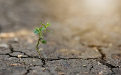 Voyage au coeur de la résilience : entre liens, blessures et renaissances